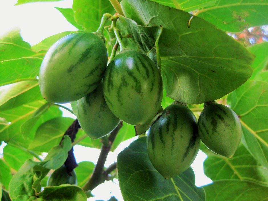 Цифомандра Антарес (томатное дерево)