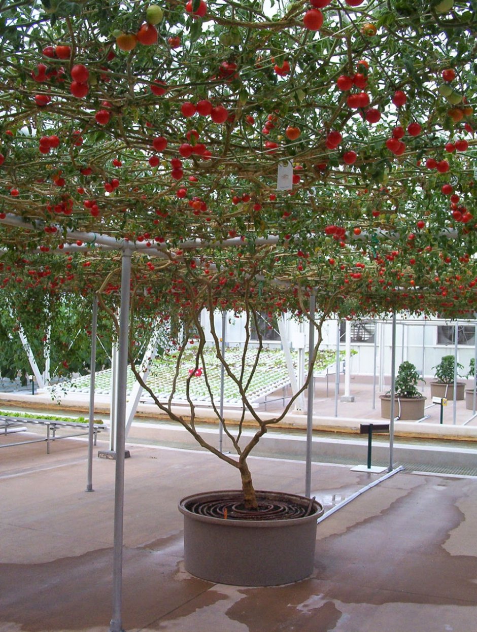 Тамарилло помидорное дерево
