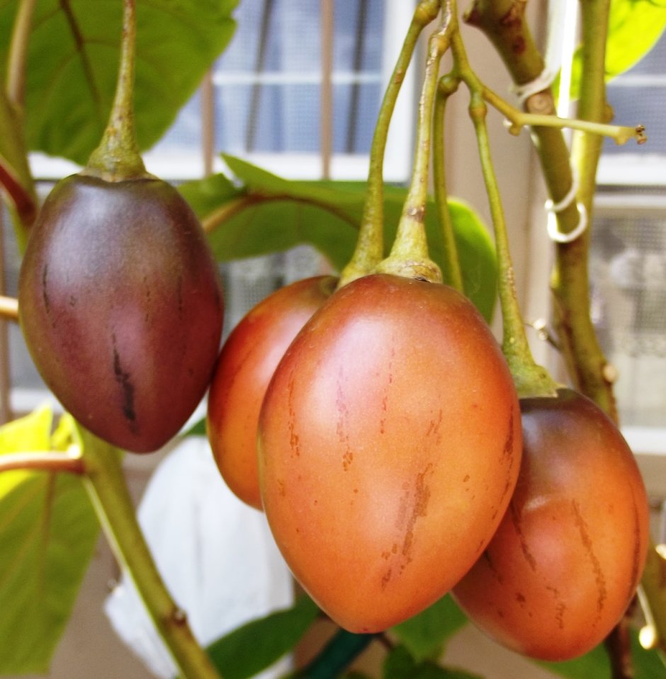 Тамарилло томатное дерево