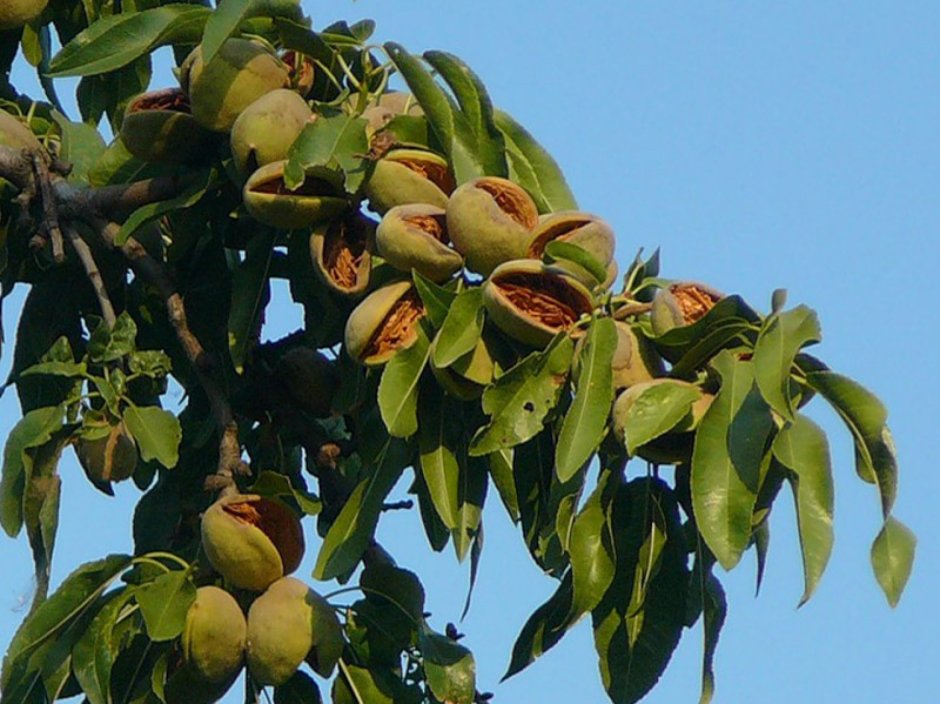 Миндаль орех дерево