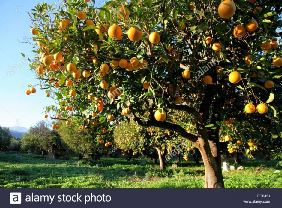 Плодовые деревья Израиля