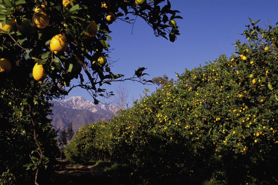 Лимонные плантации деревья Италия