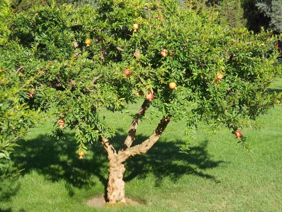 Гранатовое дерево (Punica)