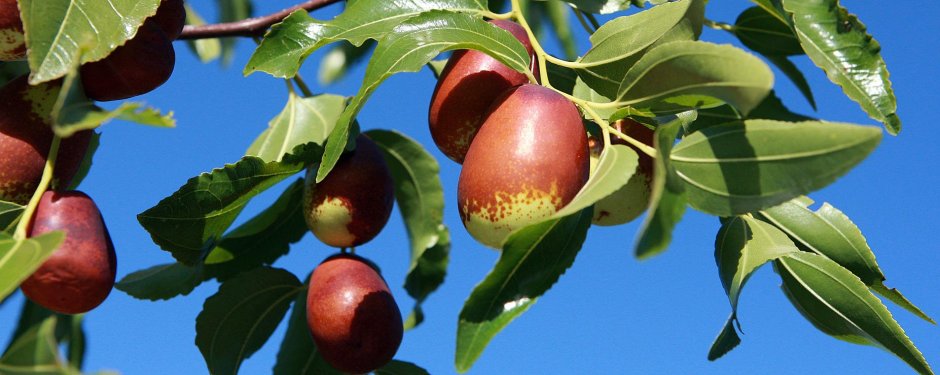 Плодовые деревья Крыма