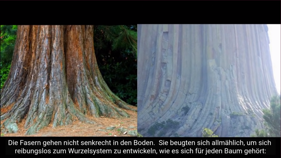 Гигантские пни древних деревьев