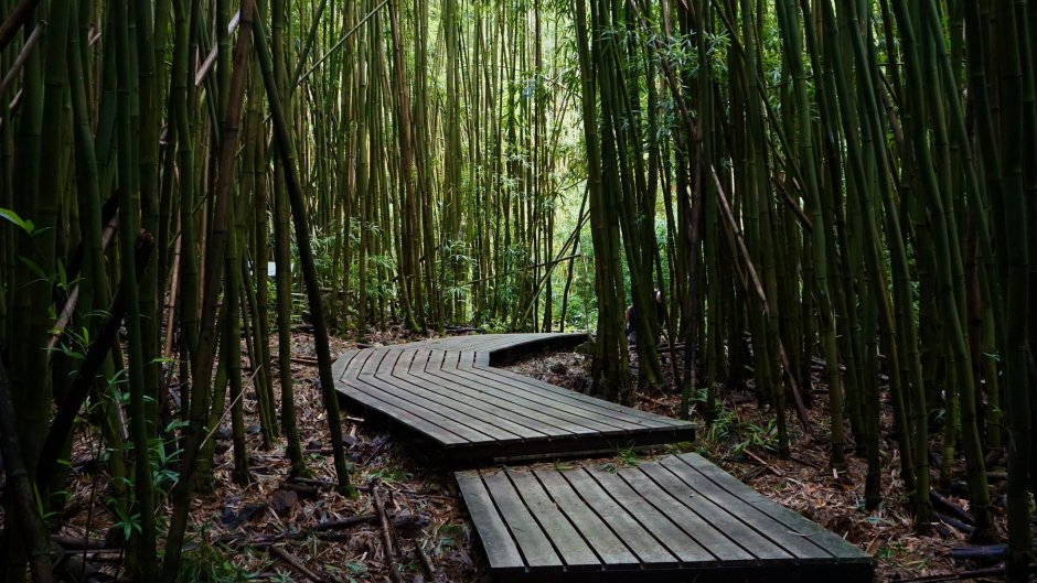 Лес бамбука