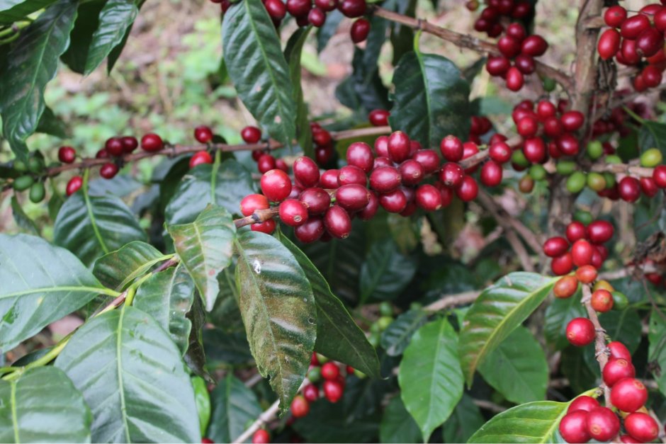 Coffea Arabica растение