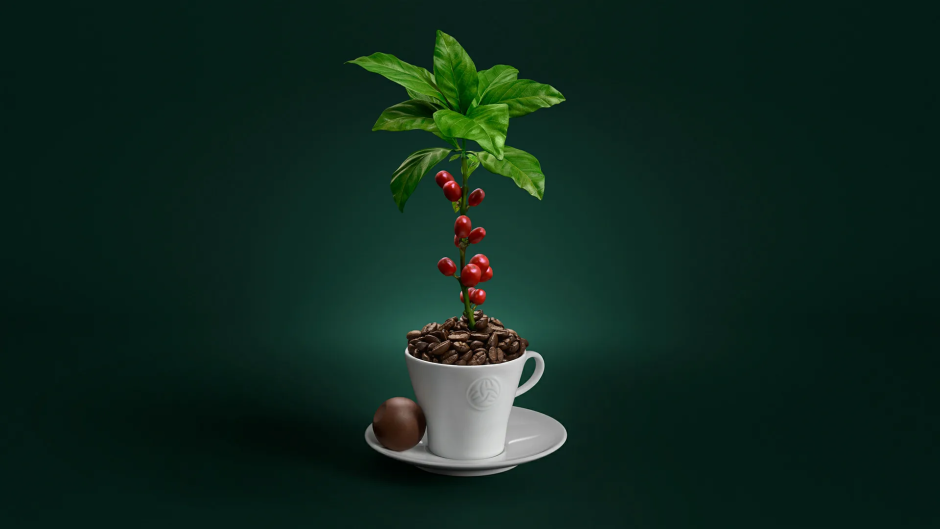 Кофе дерево