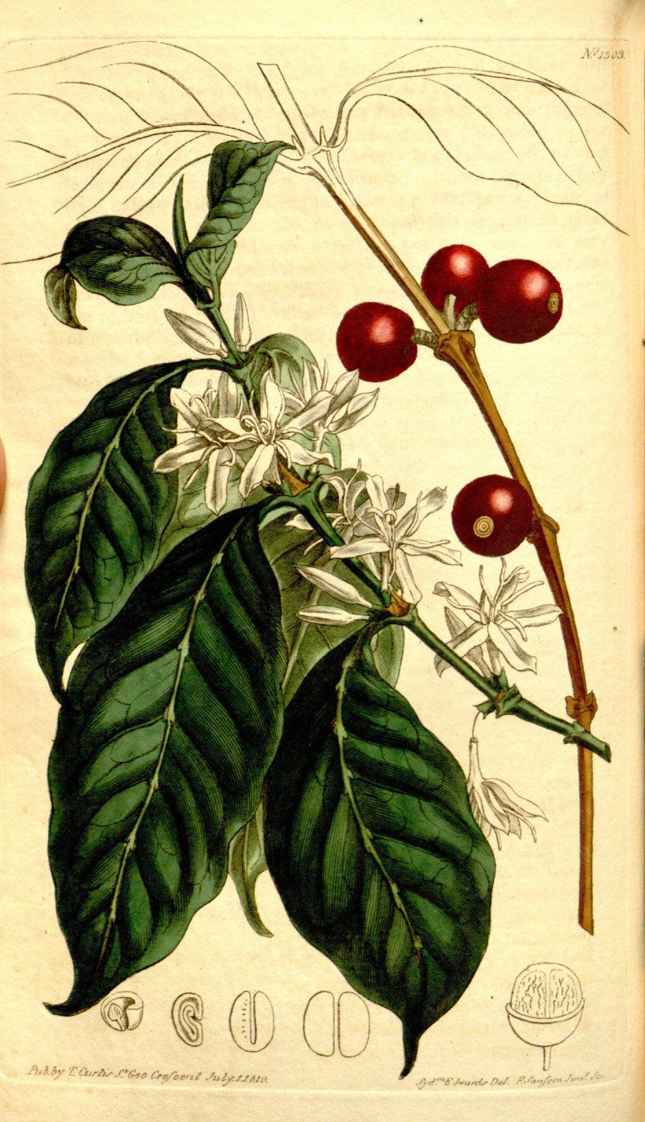 Botanical illustration - Coffee - Coffea Arabica