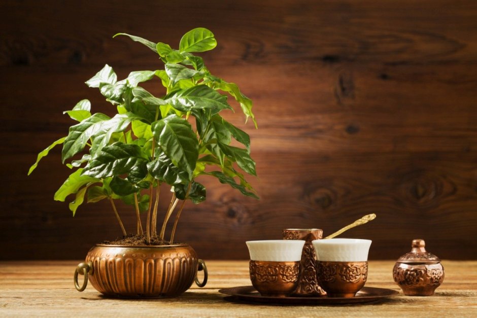 Кофе растение