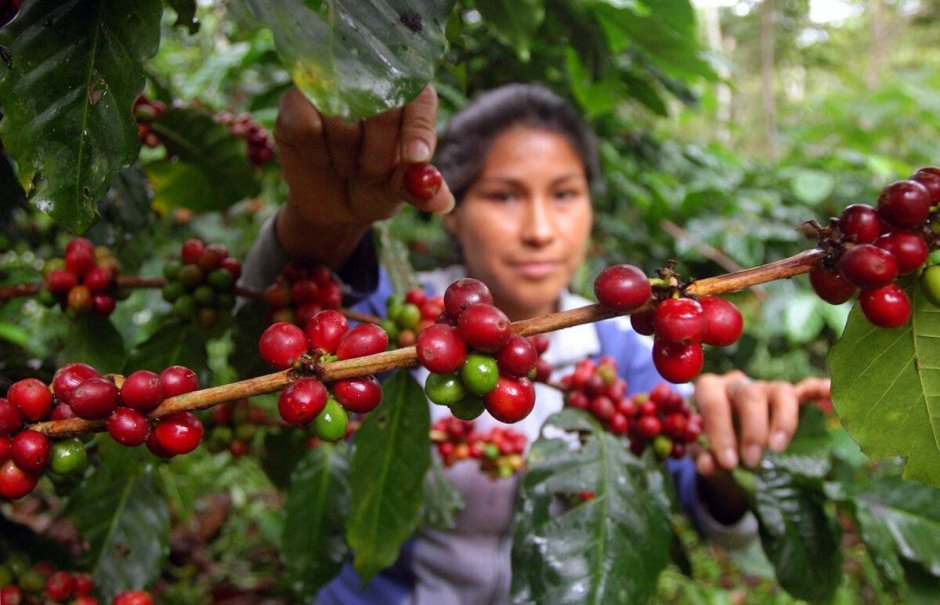 Plantation Peru кофе