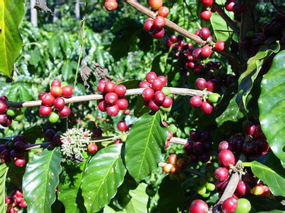 Плоды кофейного дерева