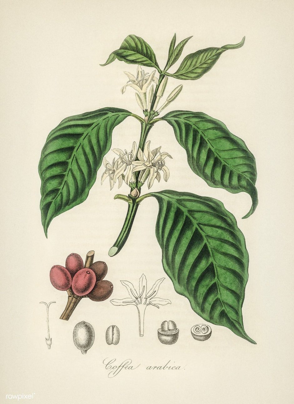 Coffea Arabica цветок