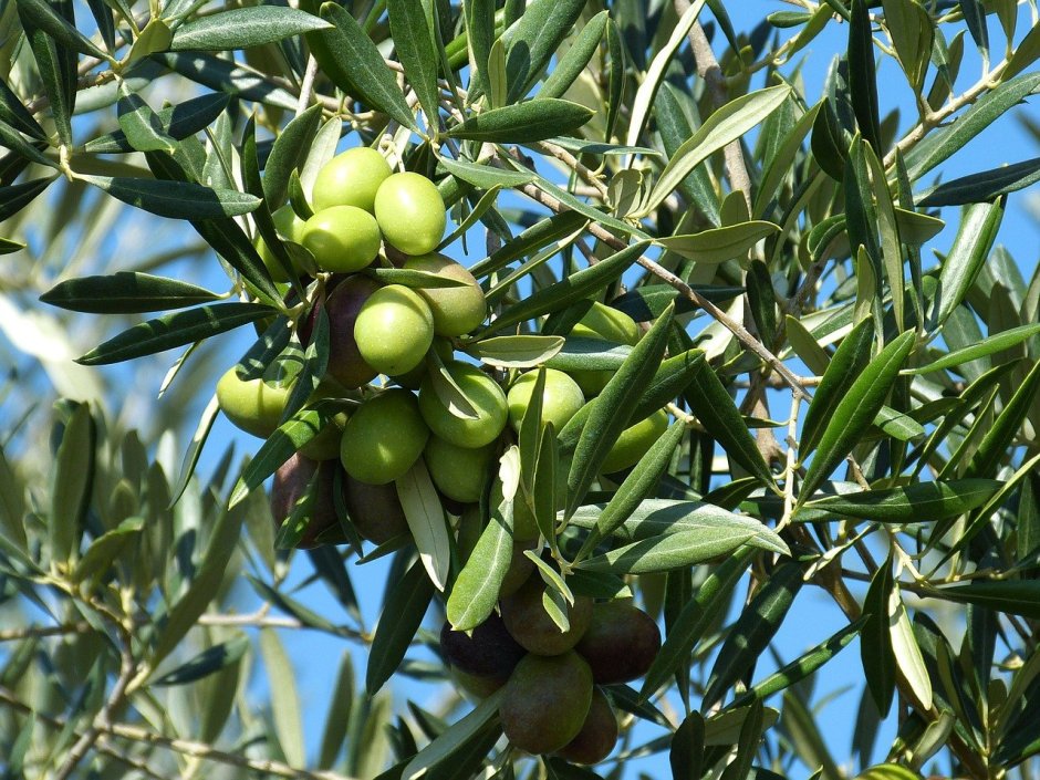 Маслина, масличное дерево