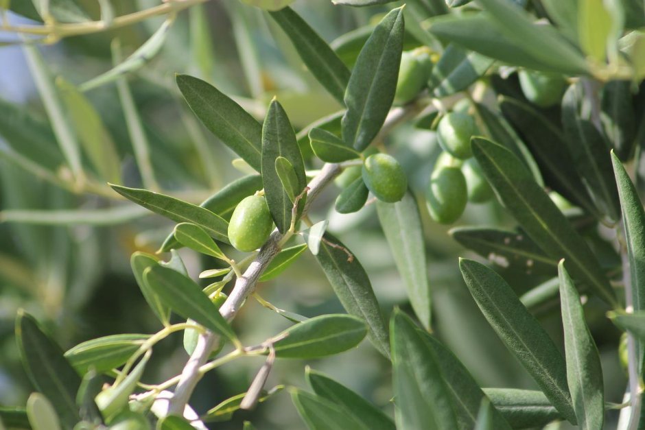 Маслина, масличное дерево