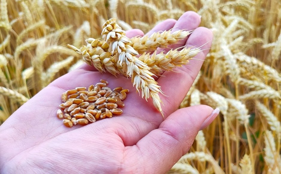 Зернышко пшеницы