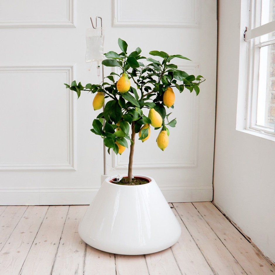 Лимонное дерево комнатное растение