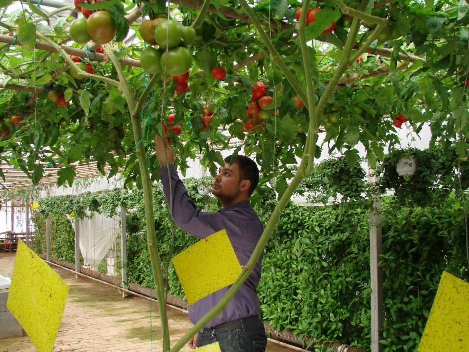 Спрут томат дерево помидорное