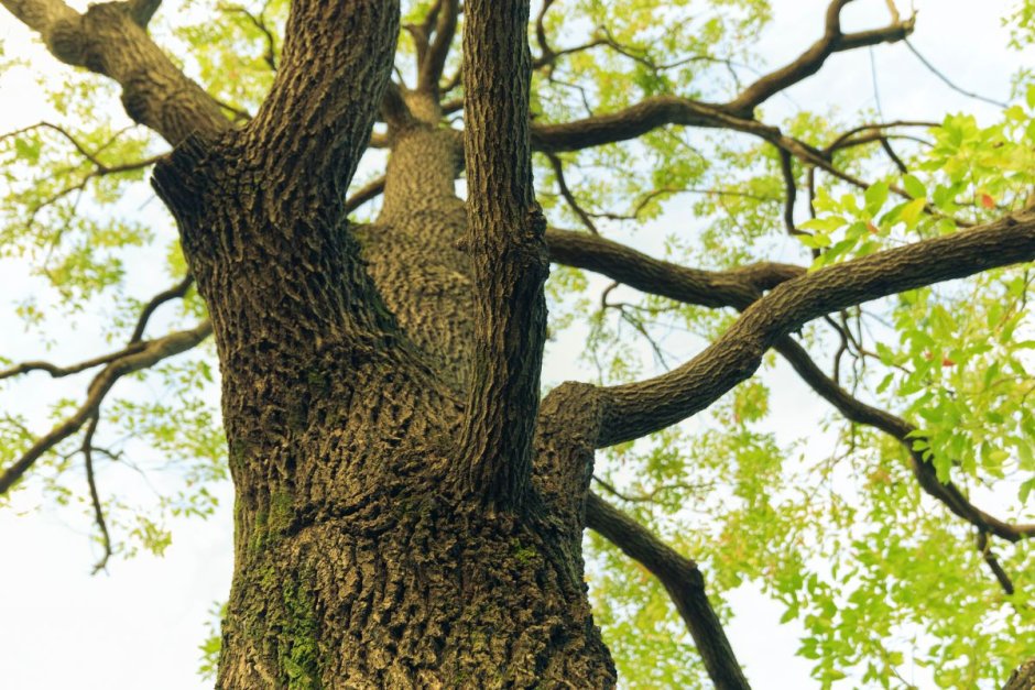 Камфорное дерево древесина