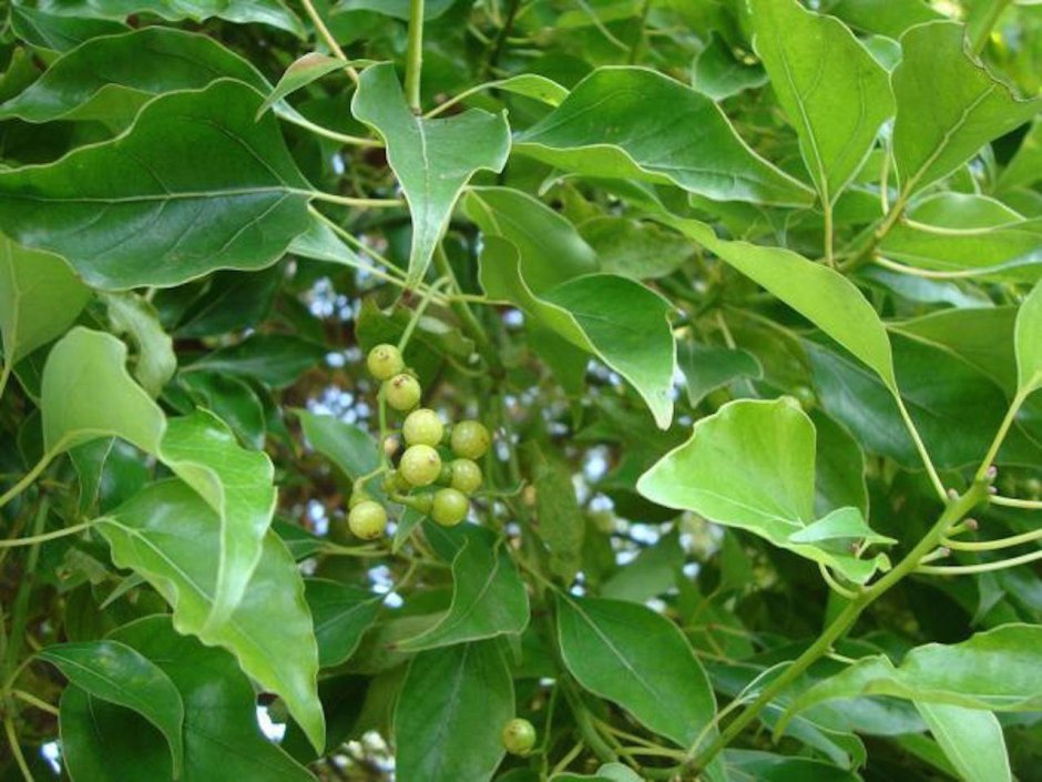Cinnamomum camphora дерево