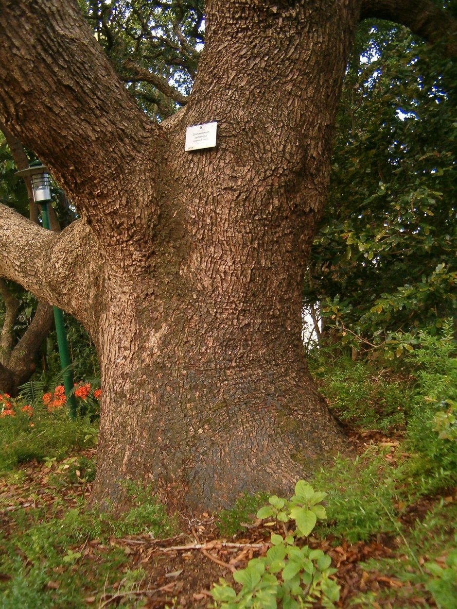Камфора дерево в Японии