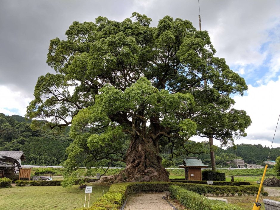 Камфара в Японии дерево