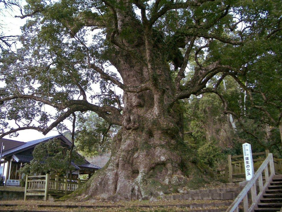 Камфорное дерево в Японии