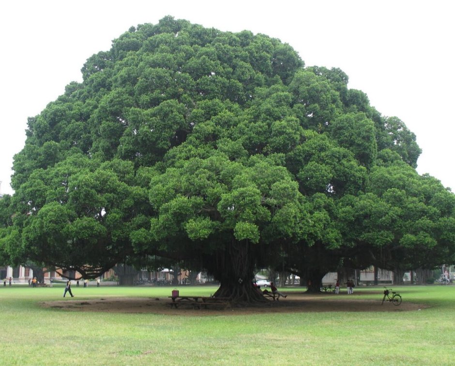 Альгарробо дерево