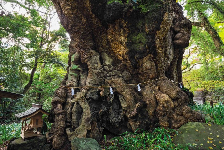 Кусуноки - камфорное дерево