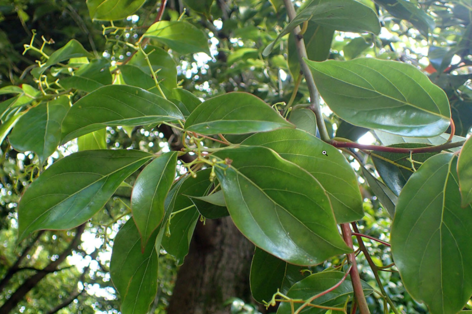 Камфорный лавр (cinnamоmum cаmphora)