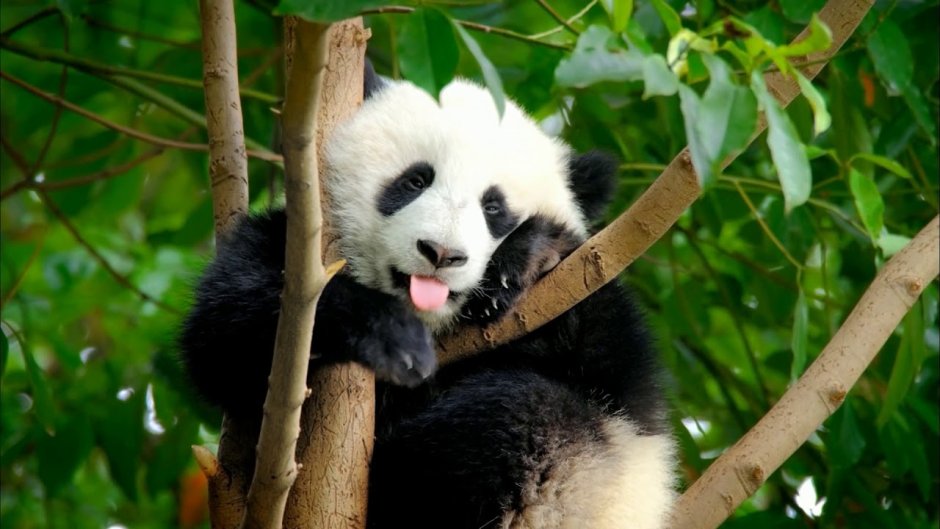 Панда на дереве фото
