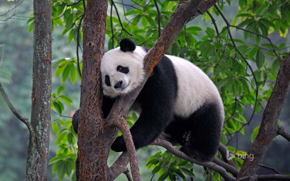 Большая Панда с бамбуком