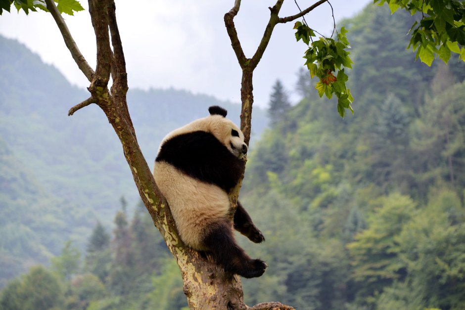 Панда спит на дереве
