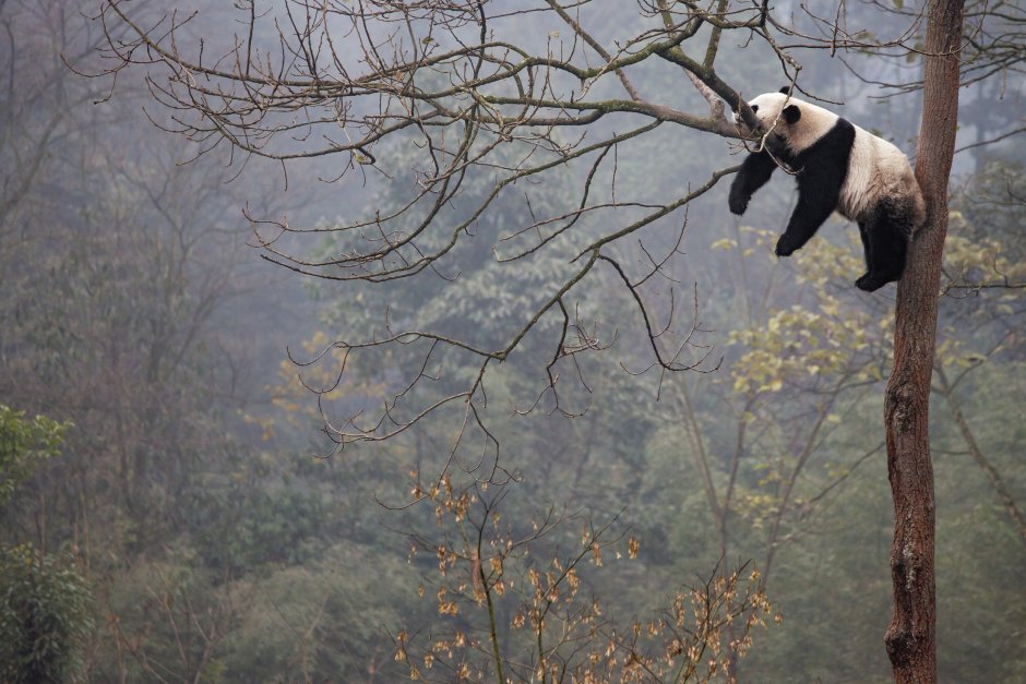 Панда лежит на дереве