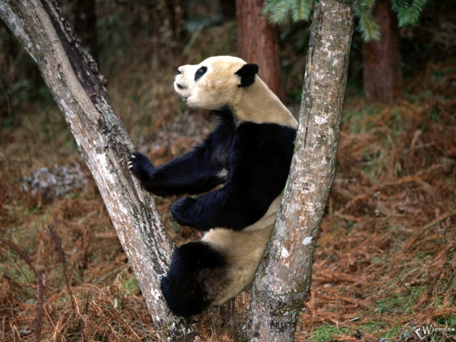 Панды на дереве