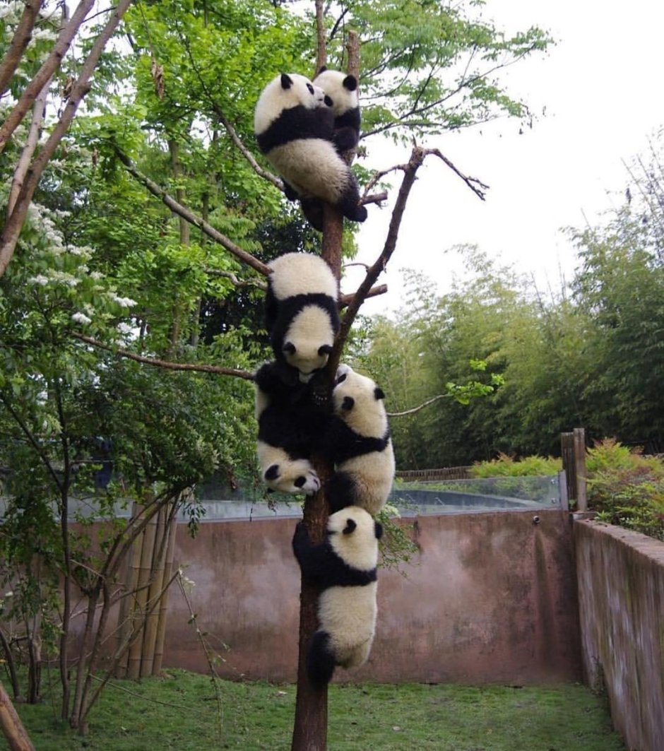 Прикольная Панда