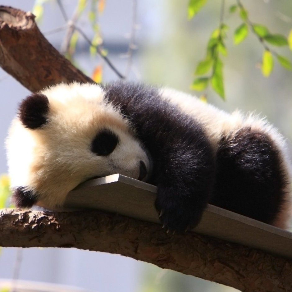 Спящие панды