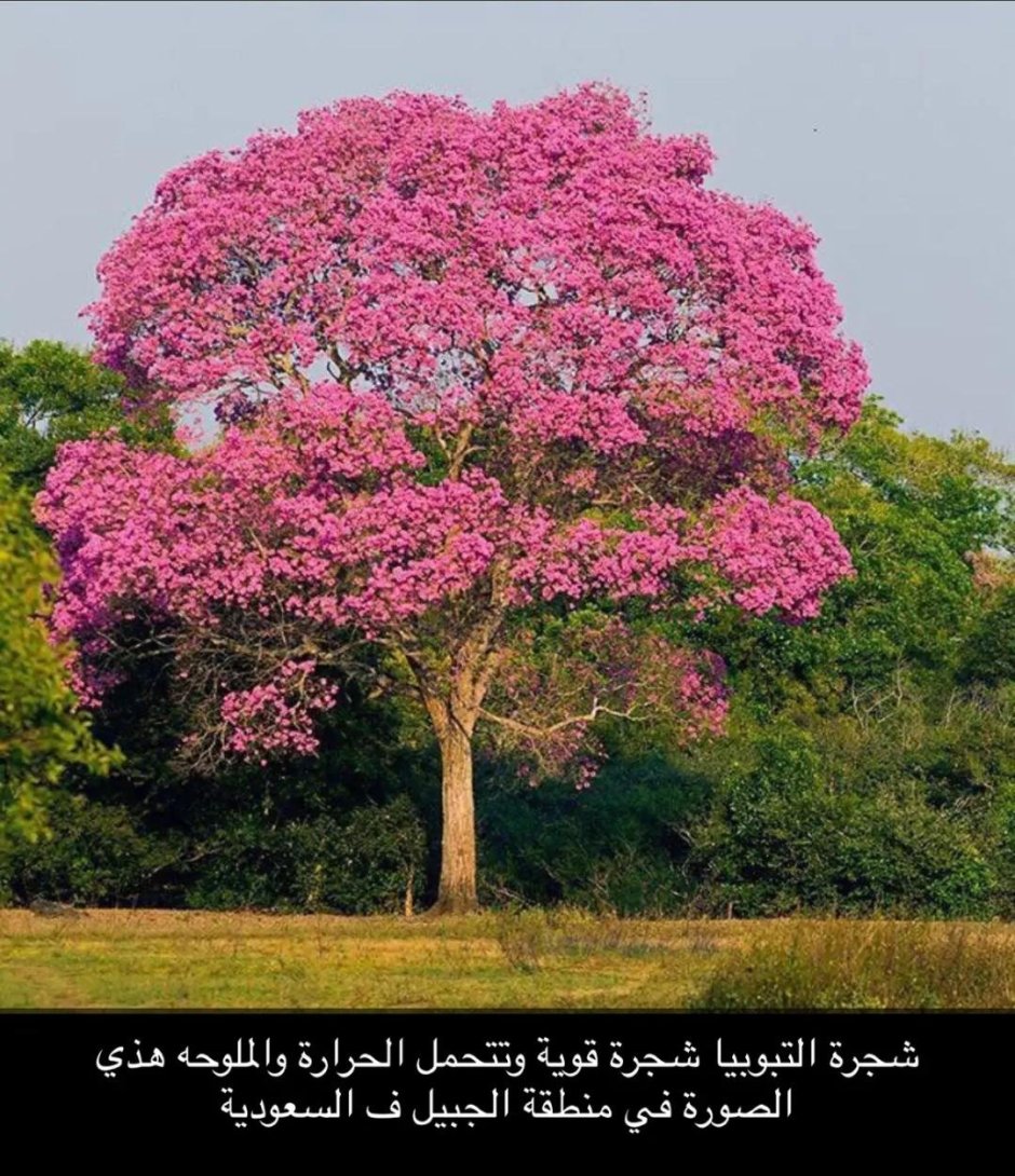 Табебуйя розовая (Tabebuia rosea)