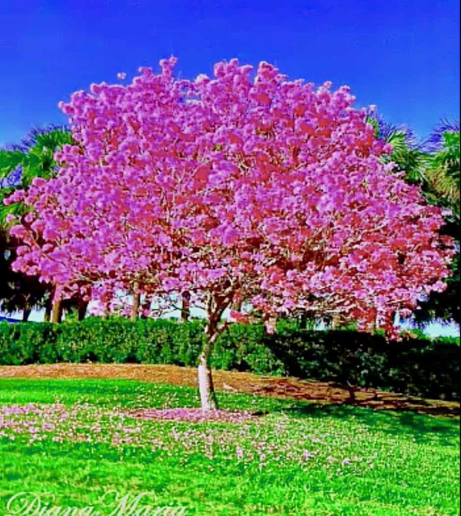 Тюльпановое дерево павлония