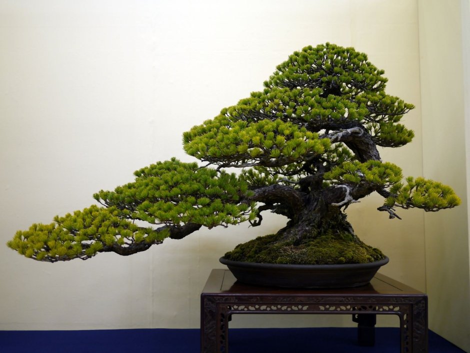 Япония дерево бонсай