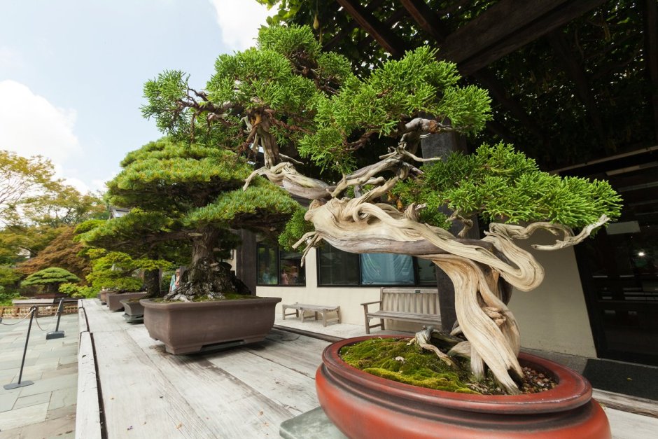 Япония дерево бонсай
