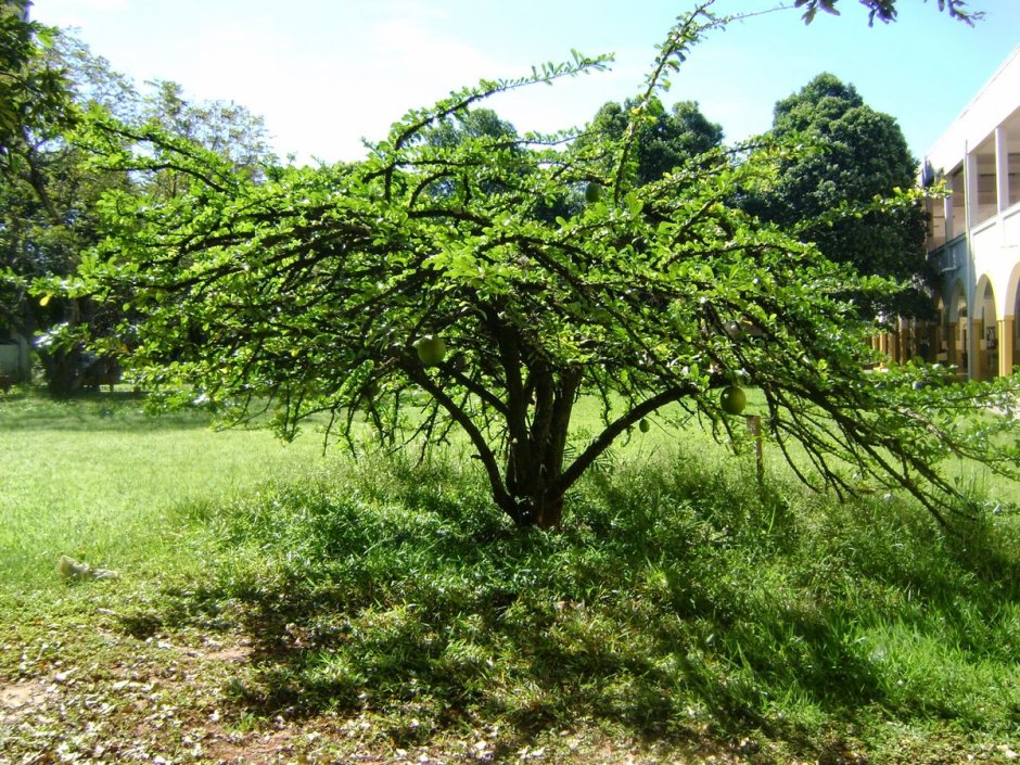Тыквенное дерево, древесная калебаса