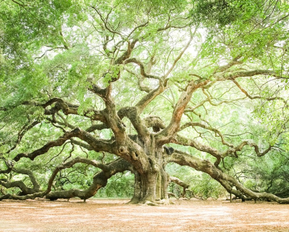 Дуб Чарльстонский дерево