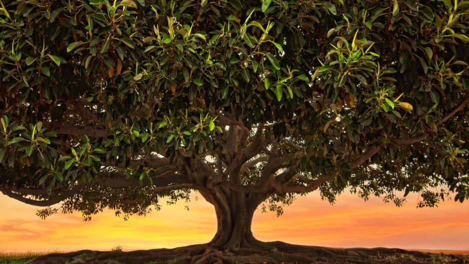 Фикус манговое дерево