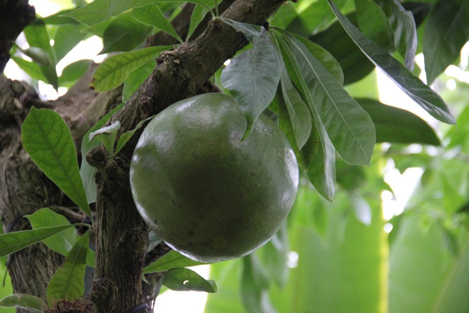 Калебасовое дерево плоды