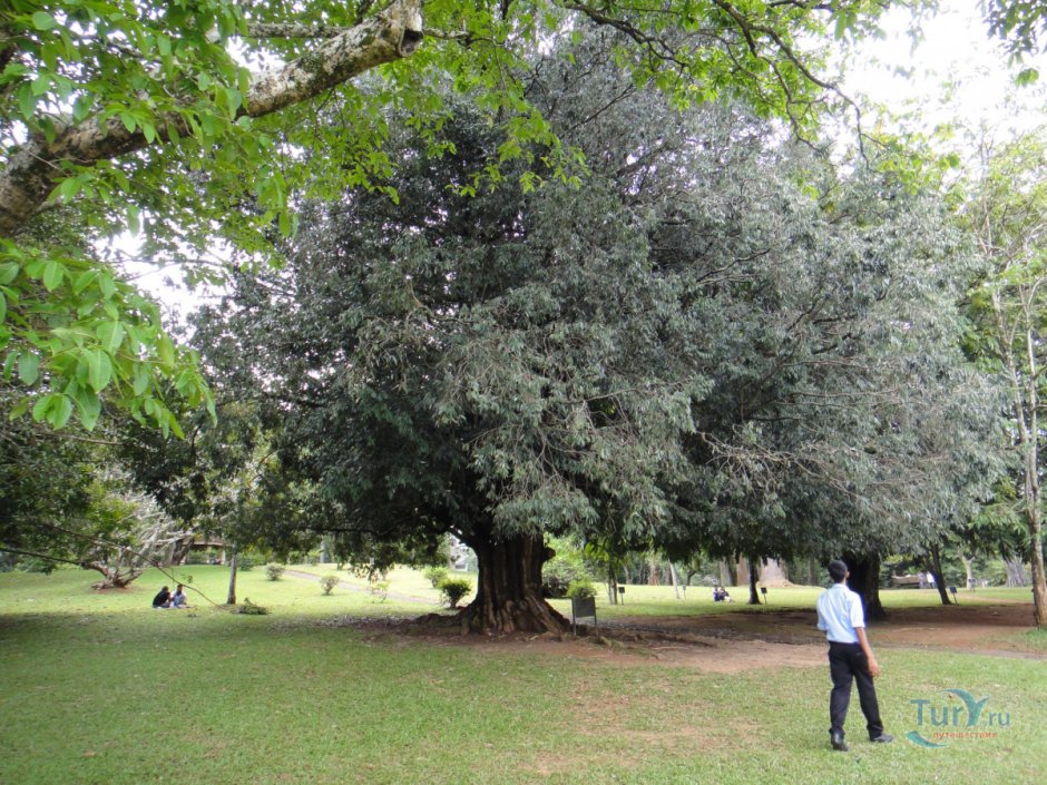 Гваякум дерево