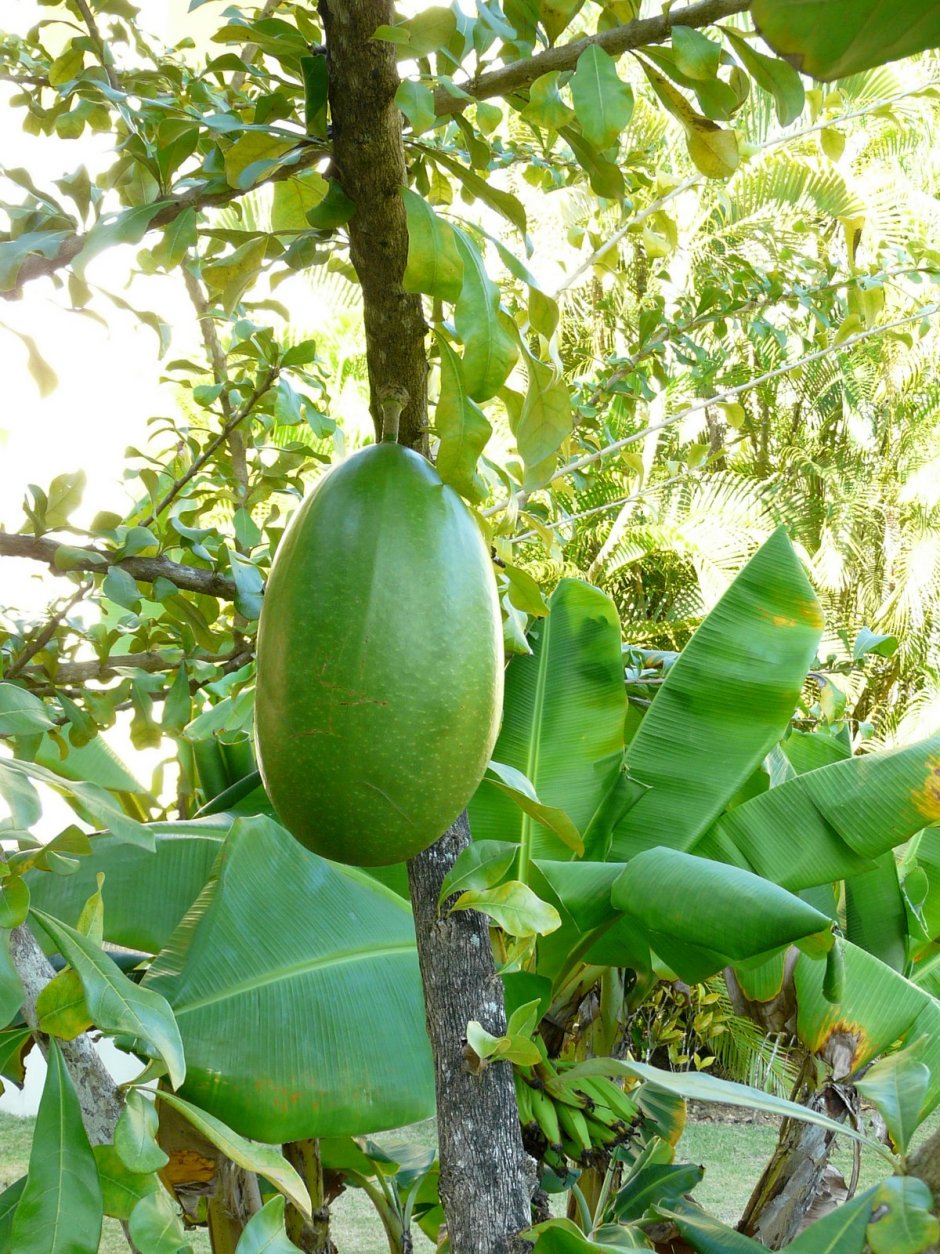 Калебасовое дерево плоды