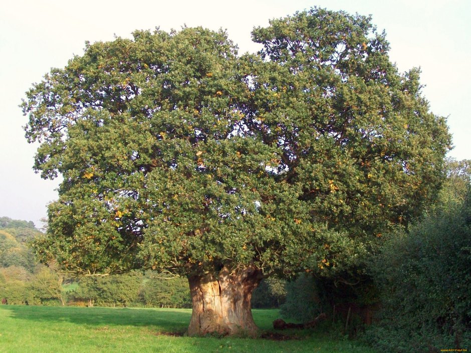 Oak Moka дерево