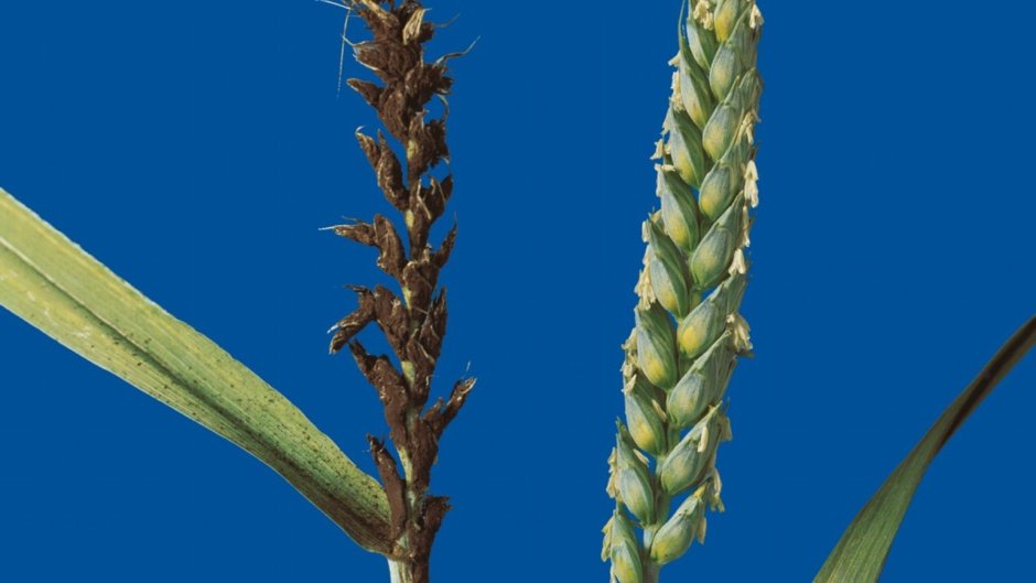 Головня пшеницы