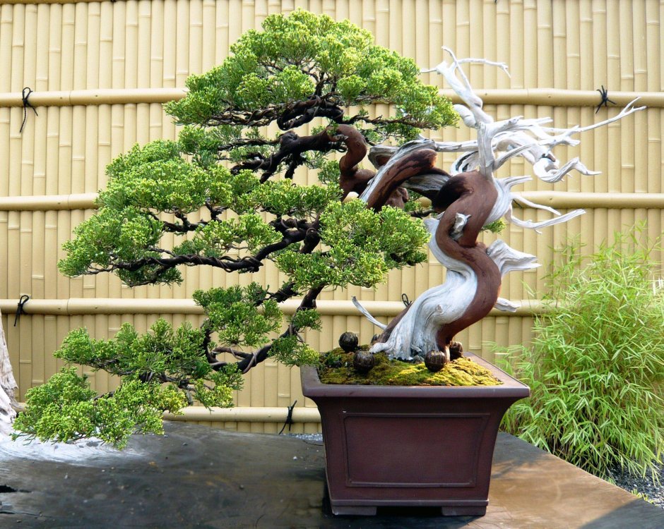 Японские Карликовые деревья бонсай